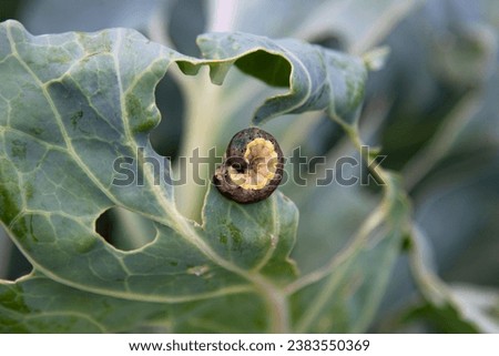 Cabbage worm, green garden pest. Spoiled cabbage by larva pest. Nitrate-free food planting. Cabbage leaf eaten by fat yellow-grey worm. Green cabbage leaf texture with huge wholes. Garden pest attack.
