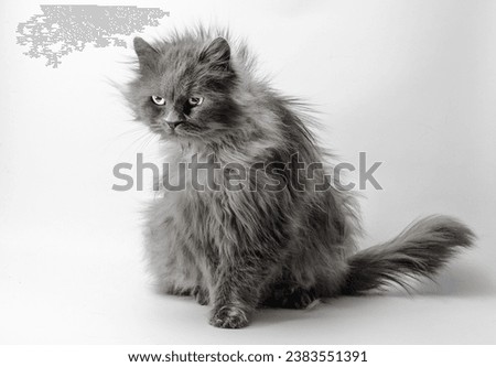 shaggy angry gray adult big fluffy cat on a light background Royalty-Free Stock Photo #2383551391