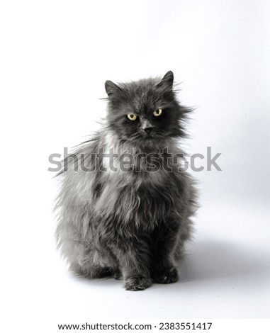 black shaggy longhair yellow-eyed cat looks reproachfully on light background Royalty-Free Stock Photo #2383551417