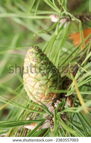A pine cone that has begun to swell