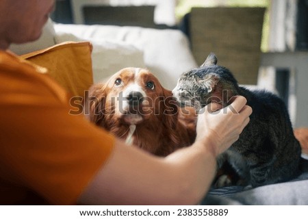 Man sitting on sofa with domestic animals. Pet owner stroking his old cat and dog together.
 Royalty-Free Stock Photo #2383558889