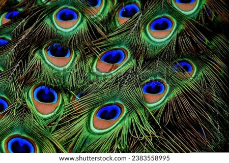 Mor pish,a beautiful cilourful bird pish Peacock feathers, Feathers, Plumage image.