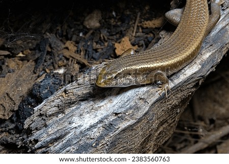 close up picture of garden skink in wild