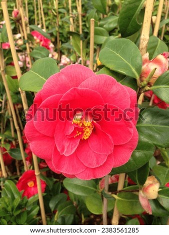 Camellia japonica 'Adolphe Audusson' flowering in spring on a nursery Royalty-Free Stock Photo #2383561285