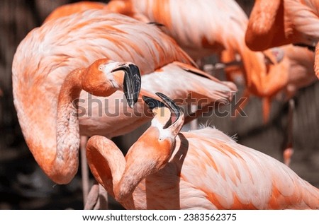 Flock of Pink Caribbean flamingos in a zoo for public viewing