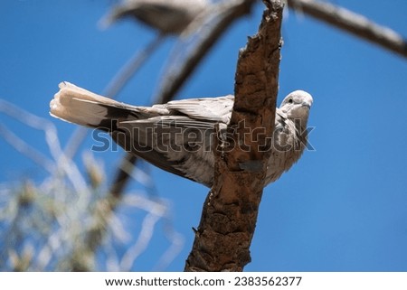 Turtledove, Collared-Dove , Streptopelia decaocto sits on a stone.