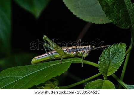 closeup picture of grasshopper in a tree branch