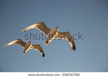 Pair of seagulls flying freely, clear blue sky background. Acting together.