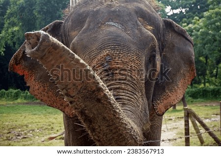 An Elephant Trunk Closeup Shot in Nepal