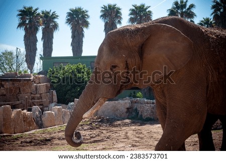 Old Elephant Walking At The Zoo In A Sunny Day On Blurred Background