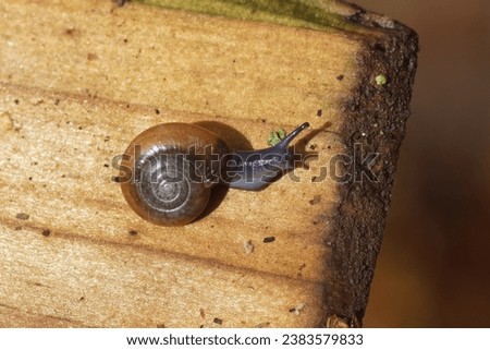 Draparnaud's glass snail (Oxychilus draparnaudi). A small land snail in the family Oxychilidae, the glass snails. On a wooden plank. Autumn, November, Dutch garden                                Royalty-Free Stock Photo #2383579833