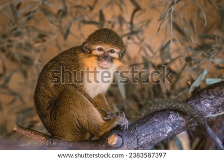 Close up portrait shot of a Gabon talapoin (Miopithecus ogouensis), also known as the northern talapoin looking at the photographer from behind a branch Royalty-Free Stock Photo #2383587397
