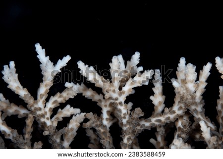 Detail of the tips of a fragile table coral, Acropora sp., growing in Raja Ampat, Indonesia. The robust coral reefs of this remote, tropical region support the greatest marine biodiversity on Earth.