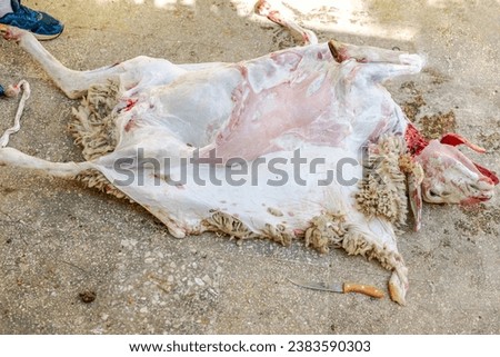 A slaughtered sheep being skinned on the ground in a house on the occasion of the Muslim festival of Aid El Adha. A slaughter knife on the floor and a man foot wearing sport shoes. Royalty-Free Stock Photo #2383590303