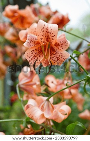 Tiger Lily flower with apricot hued color. Tiger Lily or Lilium is suitable for patio and borders in the garden.