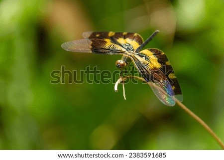 Rhyothemis Variegata |  Variegated Flutterer | Dragon Fly | 

Common Picture Wing resting on a twig with its wings displaying a rainbow color.