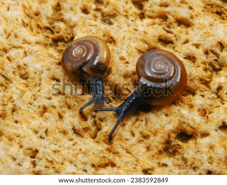 Glass snail (Oxychilus translucidus) a species of small land snail, a terrestrial pulmonate gastropod mollusk in the family Oxychilidae, the glass snails Royalty-Free Stock Photo #2383592849