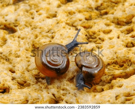Glass snail (Oxychilus translucidus) a species of small land snail, a terrestrial pulmonate gastropod mollusk in the family Oxychilidae, the glass snails Royalty-Free Stock Photo #2383592859