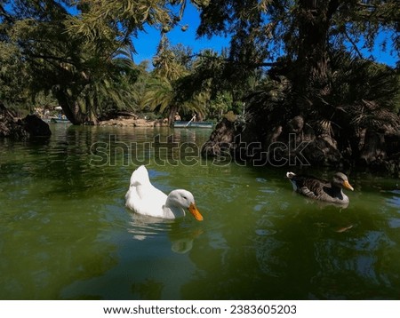 Detail of white duck in a lake with green algae water.