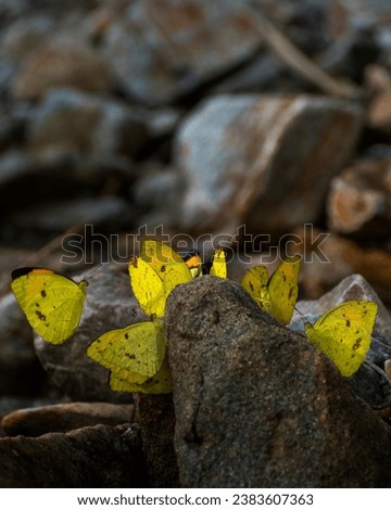 Eurema hecabe, the common grass yellow,[1][2] is a small pierid butterfly species found in Asia, Africa and Australia.