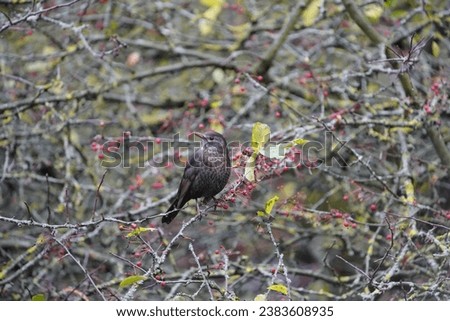 Blackbird females, Common Blackbird (Turdus merula) is a species of true thrush.