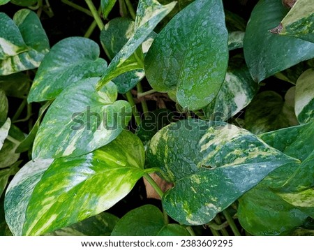 The background of betel leaves and Epipremnum aureum ornamental plants are very colorful. The betel leaves have a red color, while the Epipremnum aureum has a green color