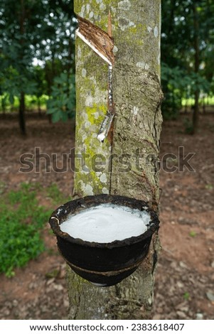 MyRealHoliday, Rubber tapping, Tapping latex rubber tree, Rubber Latex extracted from rubber tree. Royalty-Free Stock Photo #2383618407
