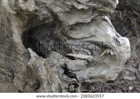 Old driftwood tree trunk with unique pattern in light and dark colors Royalty-Free Stock Photo #2383623557