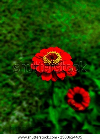 This zinnia flower looks very beautiful. There is a yellow circle in the middle of the flower.  And the red leaves look very beautiful.