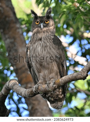 Female Dusky Eagle Owl perch open shot at Perlis 