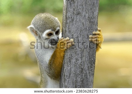 Squirrel monkey near Amazon river - Brazil                            