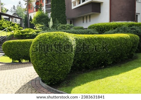 Beautiful green thuja hedge outdoors. Landscape design Royalty-Free Stock Photo #2383631841