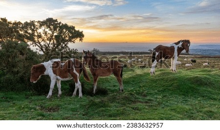 Feral ponies at sunrise on Bodmin Moor, Cornwall, UK