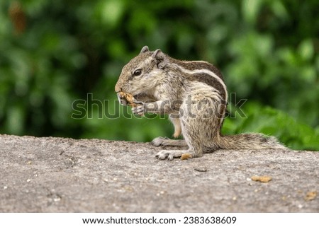 Indian gray squirrel eating peanuts calmly in a natural environment with a lot of green