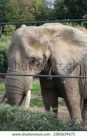 A young elephant on a green lawn. Elephants are very huge and strong animals. A beautiful shade of stingy, similar to sand.