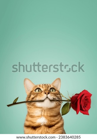 Charming Bengal cat with a rose in his teeth on a colored background. Copy space. Royalty-Free Stock Photo #2383640285