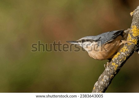 The extraordinary Eurasian nuthatch, Sitta europaea, perching on a branch of an old pear tree covered with lichens on a beautiful spring day in search of food . Extraordinary birds of Europe. 