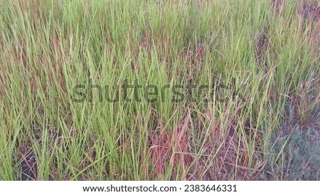 A picture of reeds or weeds or Imperata cylindrica