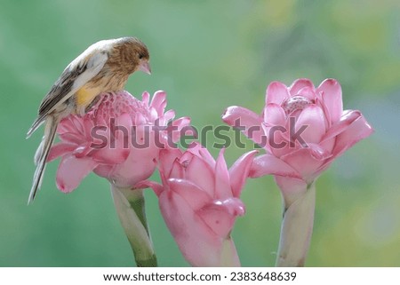 A canary bird is hunting for small insects in torch ginger flowers. This sweet-voiced bird has the scientific name Serinus canaria.
 Royalty-Free Stock Photo #2383648639
