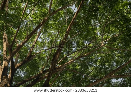 Picture under the shade of a large tree that spreads its branches.