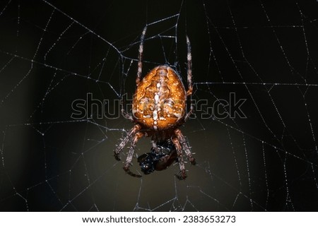 European garden spider, diadem spider, orangie, cross spider and crowned orb weaver (Araneus diadematus). Royalty-Free Stock Photo #2383653273