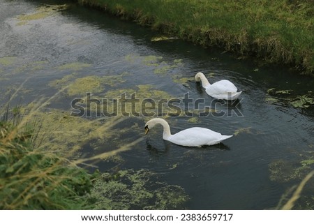 Two white swans swimming amidst surface algae on a narrow stream.