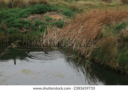 Water ripples caused by baby coots beside the wild banks of a stream.