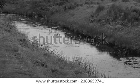 Wide angle, black and white view of a narrow tributary flanked by grass verges.