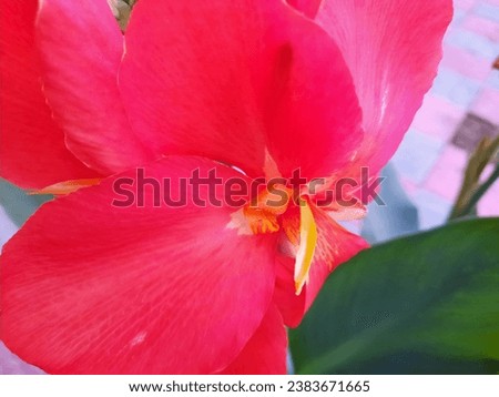 This is a beautiful red colour flower. This flower is looks like a red colour hibiscus flower. 