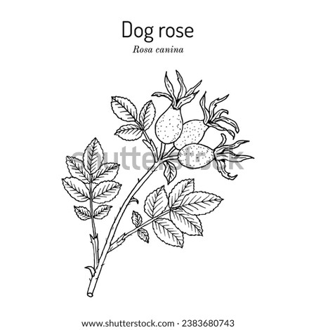 Dog rose (Rosa canina), edible and medicinal plant. Hand drawn botanical vector illustration Royalty-Free Stock Photo #2383680743