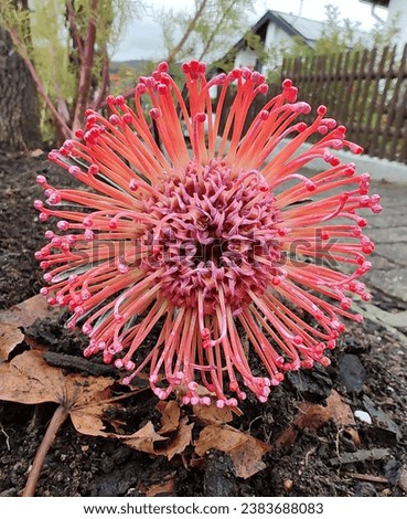 Single blooming red flower of Protea Nutan or sugarbrush plant. Exotic blossom.