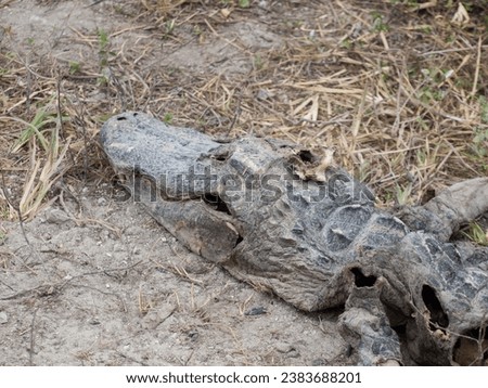 Dead alligator with a hole on the head. 