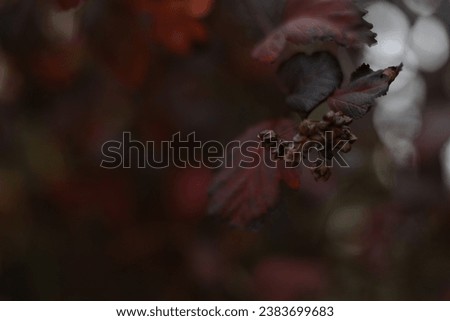 Close up of some rich red leaves in the fall