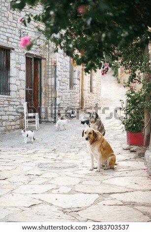 Homeless animals seek shelter. Surviving dogs, cats wander street of village,old town. Stray, abandoned creatures. Sad, lonely,helpless pets dog, cat need rescue care. Desperate hope for home finding. Royalty-Free Stock Photo #2383703537